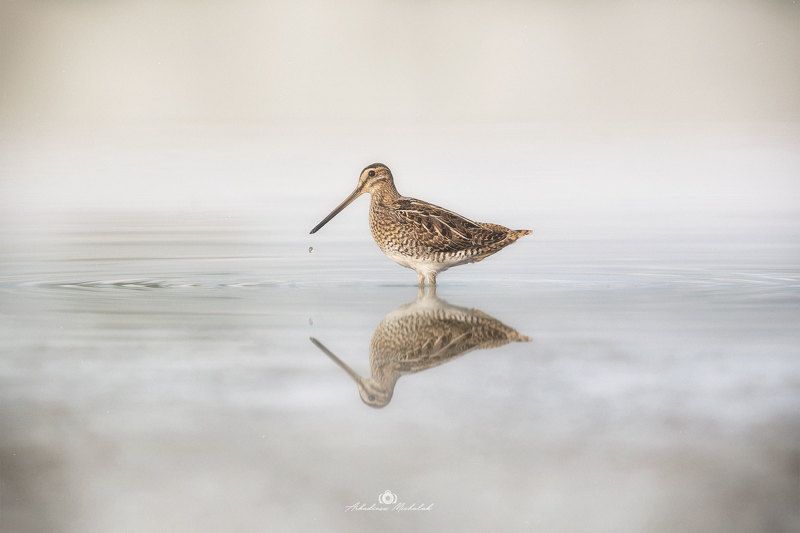 Kszyk (Gallinago gallinago)photo preview