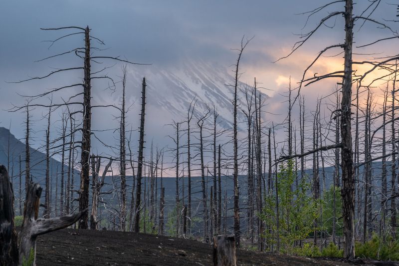 камчатка, вулкан, толбачик, мертвый лес photo preview