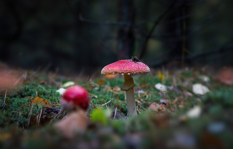 Мухоморphoto preview