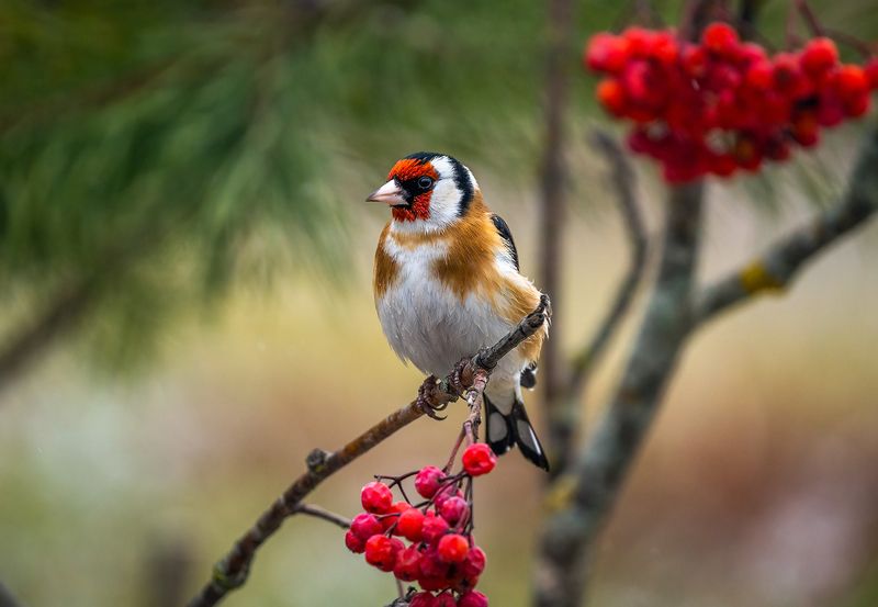 Шумная семейкаphoto preview