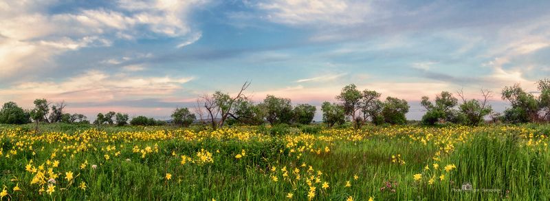 цветы, приамурье, еао, дальневосточная саванна, пейзаж,  панорама, полевые цветы, лилия жёлтая, лилейник желтый,  красоднев,  hemerocallis lilioasphodelus, красота, лимонная лилия, дальний восток, небо, дальневосточная природа, природа приамурья Лилейниковый вечер в Приамурьеphoto preview