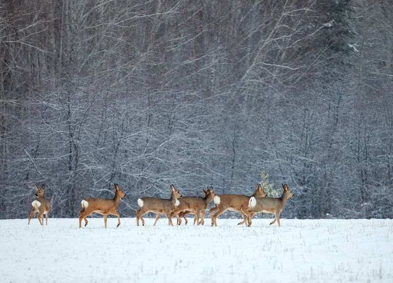В зимнем лесуphoto preview