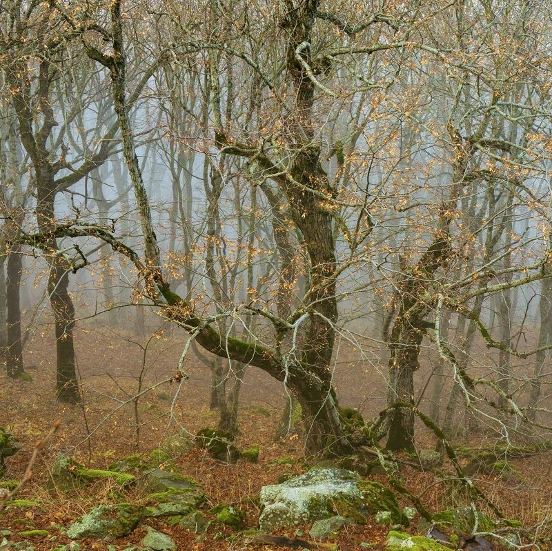 туман, кмв, бештау Ещё осенняя зимаphoto preview