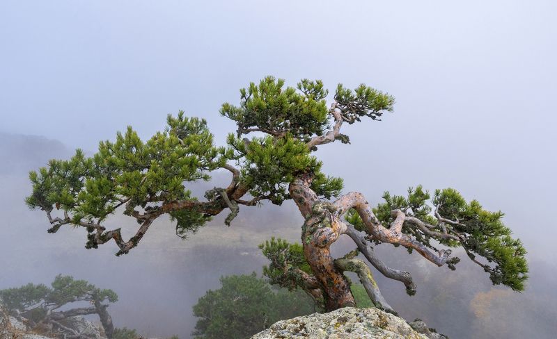 Сосна на вершине Демерджиphoto preview