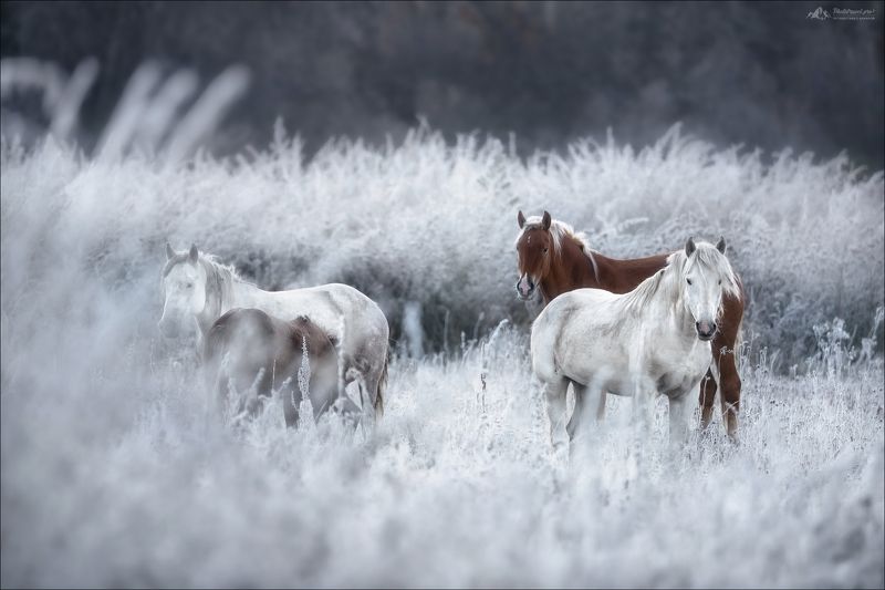 Алтай, Горный Алтай, осень, лошади, Мульта, Мультинские озера, Россия, Russia, Horse, autumn DOMINOphoto preview