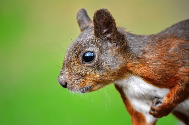 Сахалинская белка фото превью