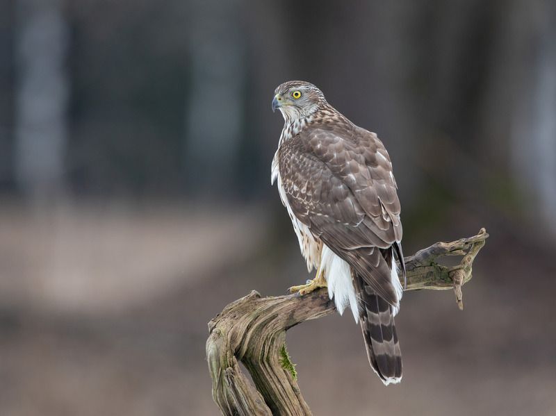 ястреб - тетеревятник, птицы, хищник, Зоркий глазphoto preview