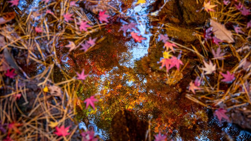 Let\'s get into the Autumnphoto preview