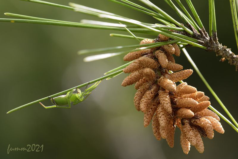 ГДЕ ЁЛКИ, ТАМ И ВОЛКИphoto preview