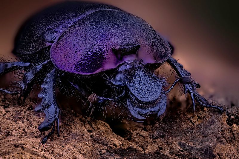 Enoplotrupes sharpi фото превью