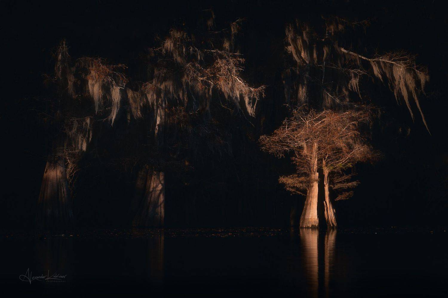 Кипарисовая светопись.... Автор: Александр Кукринов кипарисы,флорида,закат,свет, Александр Кукринов