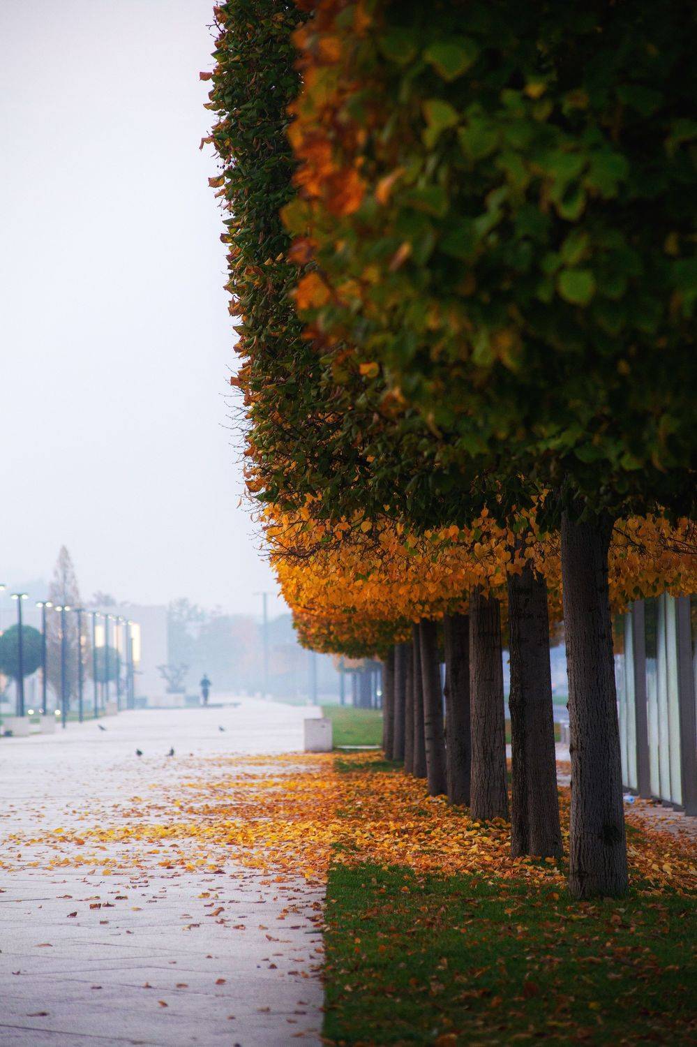 Аллея . Автор: Павел Сагайдак , Павел Сагайдак