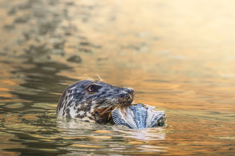 Breakfast in the sea. (Удачная охота)photo preview