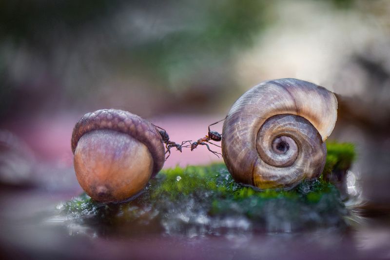 макро, макромир, макросказки, макро истории, макроистории, лес, тишина, вчувствование, созерцание, тишина, покой, муравьи, муравей, насекомые The First Kiss\' / \