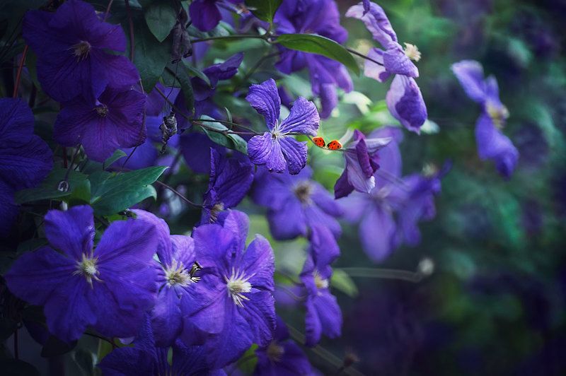 макро, божья коровка, сиреневый, фиолетовый, цветы, лето, макросъёмка Неслышный разговорphoto preview