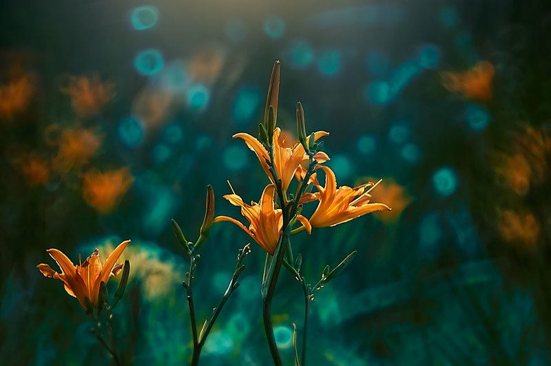 лилия, макросъёмка, макро, зелёный, рыжий, ботанический сад, природа, Лилия-принцесса цветовphoto preview