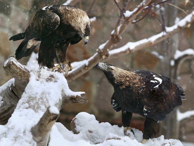 Орел могильникphoto preview