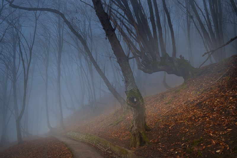 Туманный декабрьphoto preview