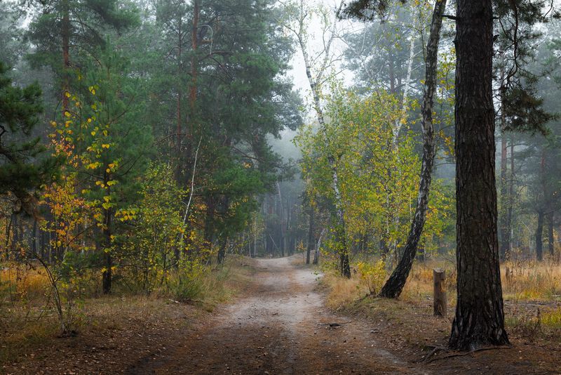 лес осень октябрь утро туман Тихая осеньphoto preview