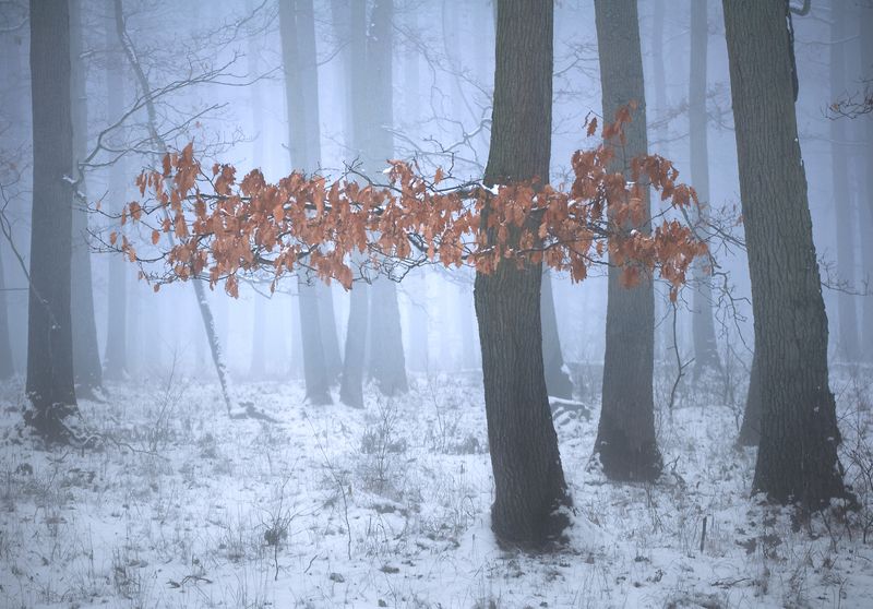 december morning...photo preview