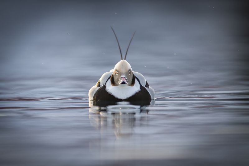 Clangula hyemalisphoto preview