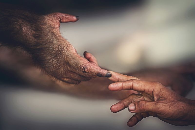 Animal Photophoto preview