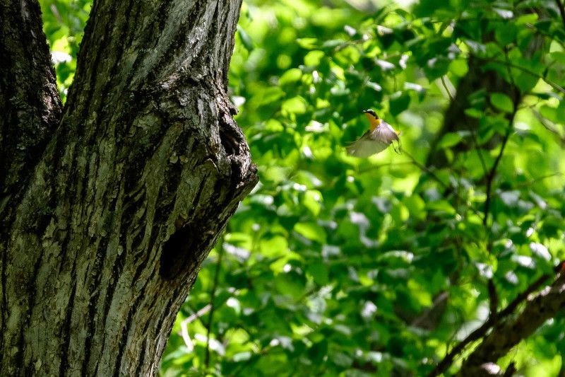 Птахиphoto preview