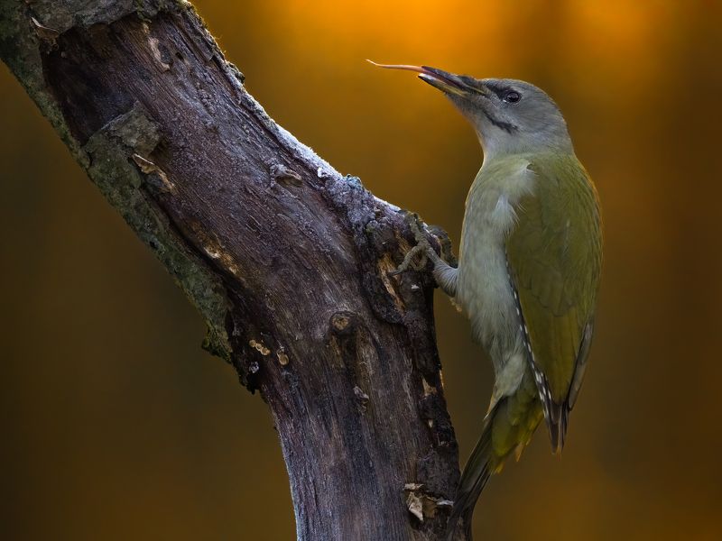 Woodpeckersphoto preview