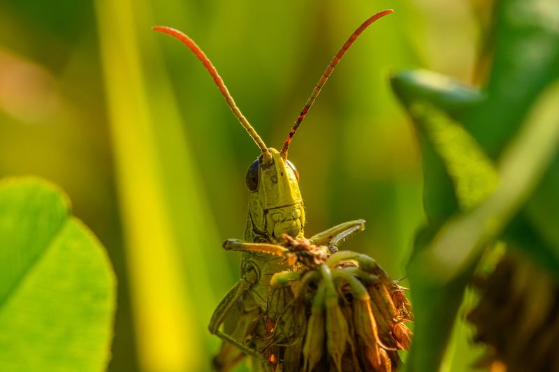 Grasshopperphoto preview
