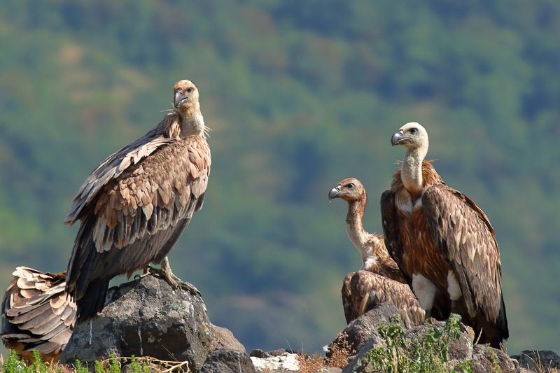 Guys, Christmas is coming...photo preview