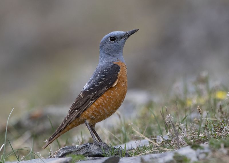 дрозд птица Пёстрый каменный дроздphoto preview