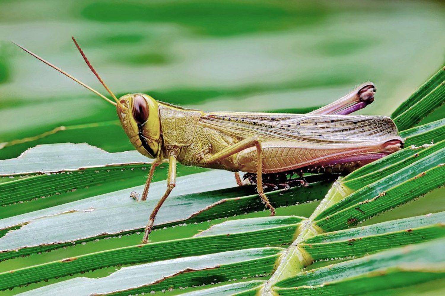 ***. Автор: Alexey Gnilenkov Closeup, Insect, Laos, Macro, Лаос, Макро, Alexey Gnilenkov