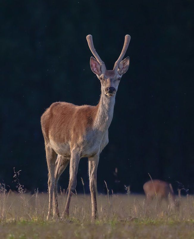 Олени, Оленята Тинейджерыphoto preview