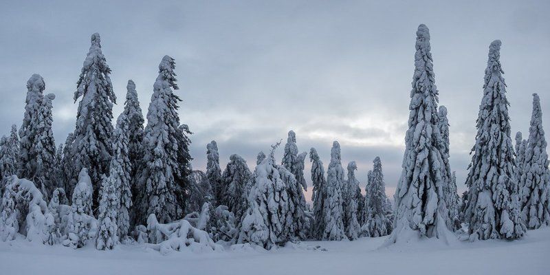 Снежные стражиphoto preview