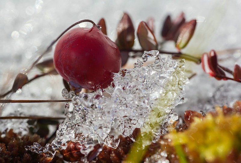Клюква развесистая, весенняяphoto preview