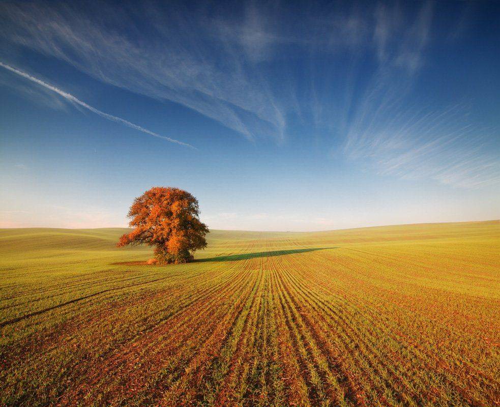 Autumn tree. Автор: Pawel Uchorczak Moravia, Pawel Uchorczak