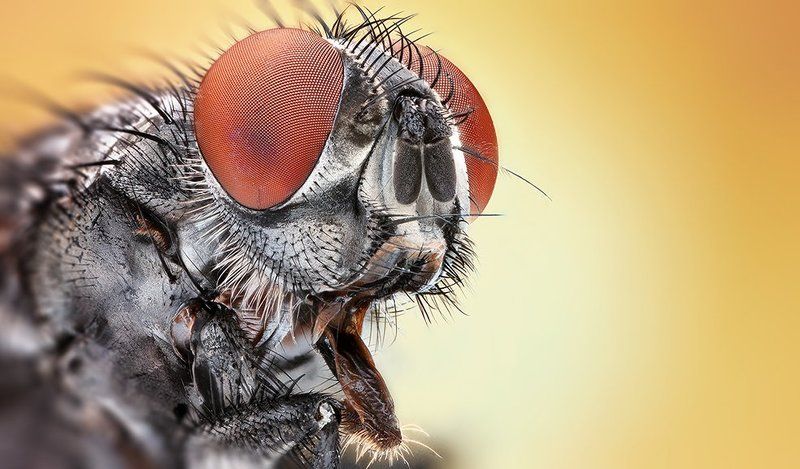 The Redphoto preview