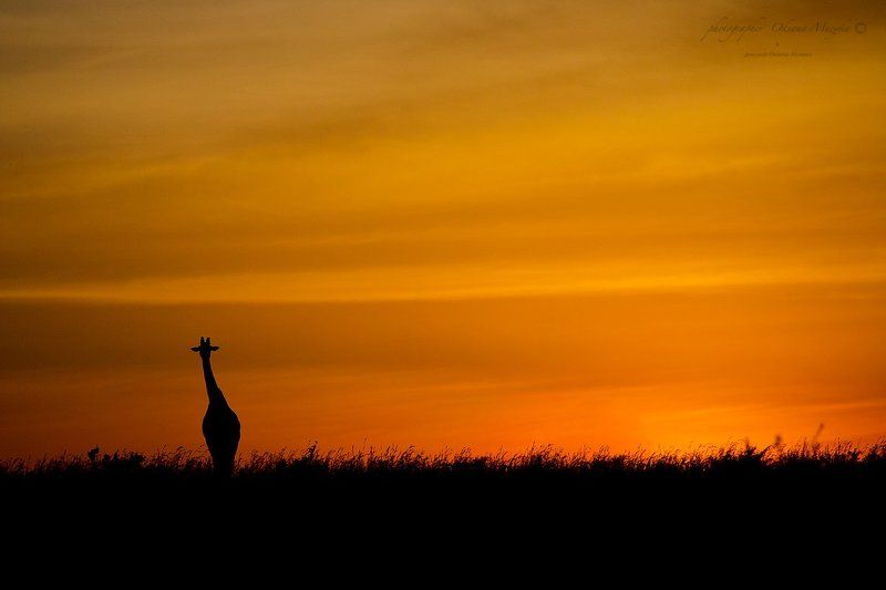 Кения . XL (большой размер)photo preview