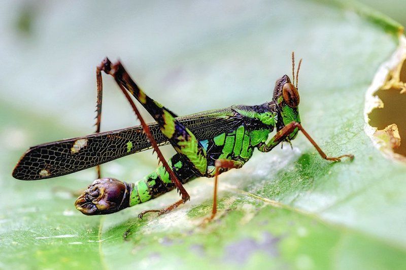 Closeup, Laos, Macro, Лаос, Макро, Эриантус ***photo preview