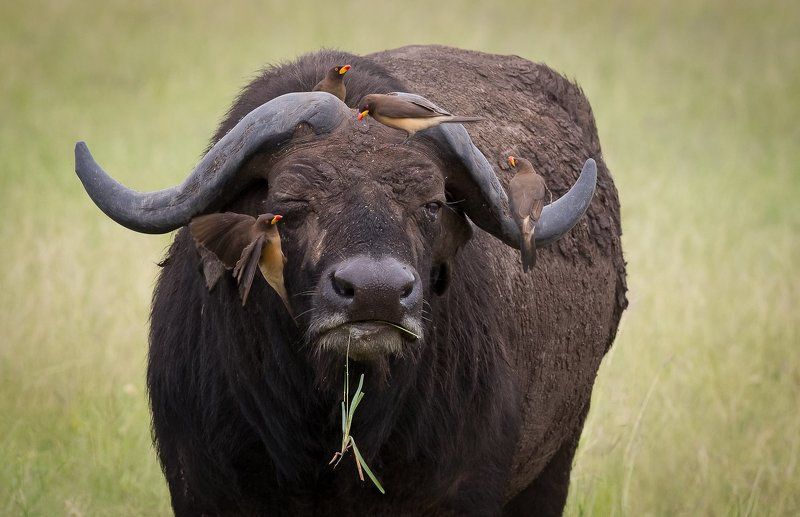 big five..photo preview