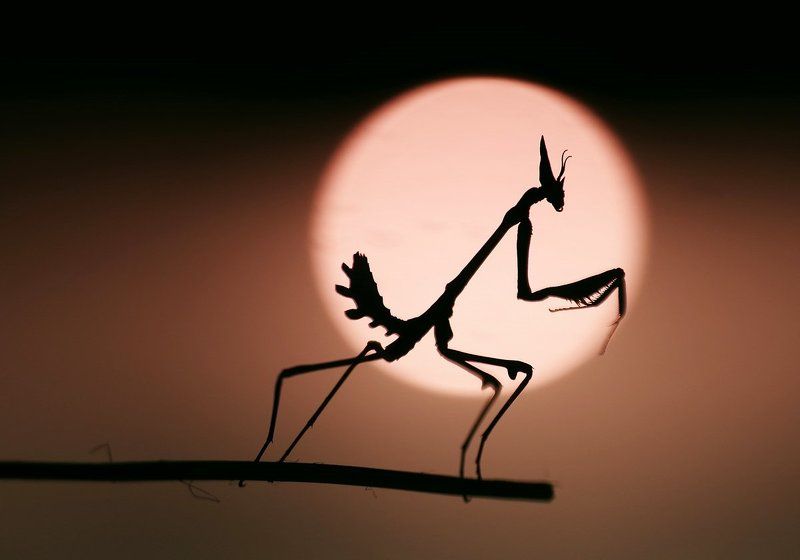 sunset songsphoto preview