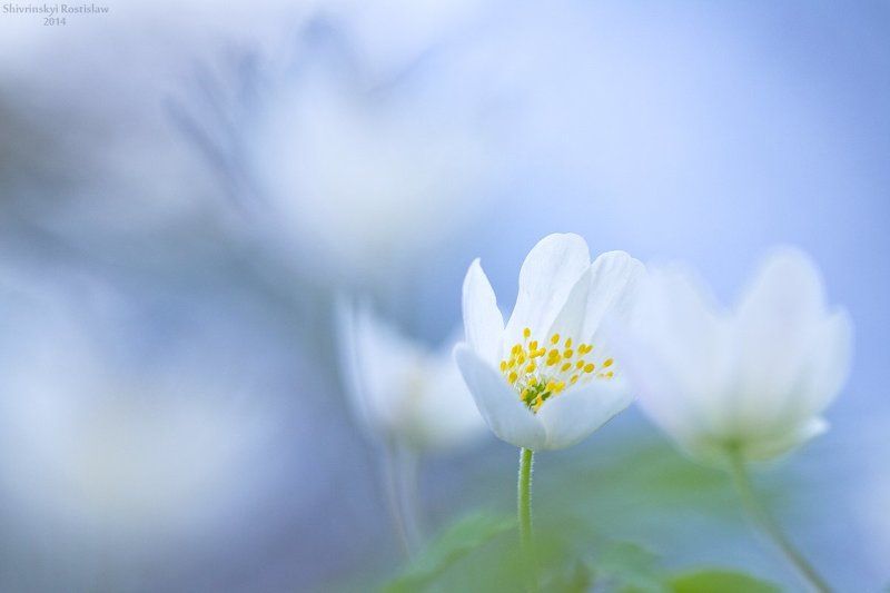 Новая веснаphoto preview