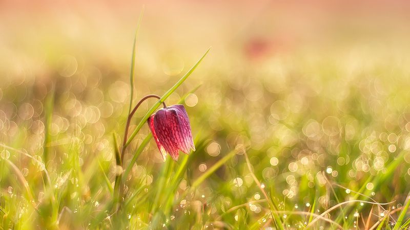 Morning diamondphoto preview