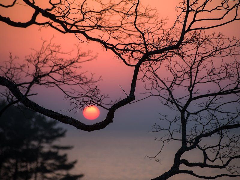 Pink, Sky, Sunrise, Tree Солнечная колыбельphoto preview