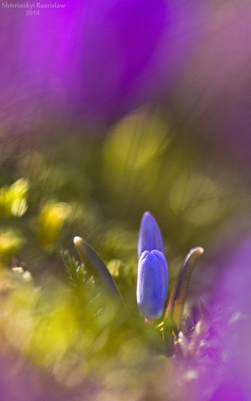 Среди чужих...photo preview