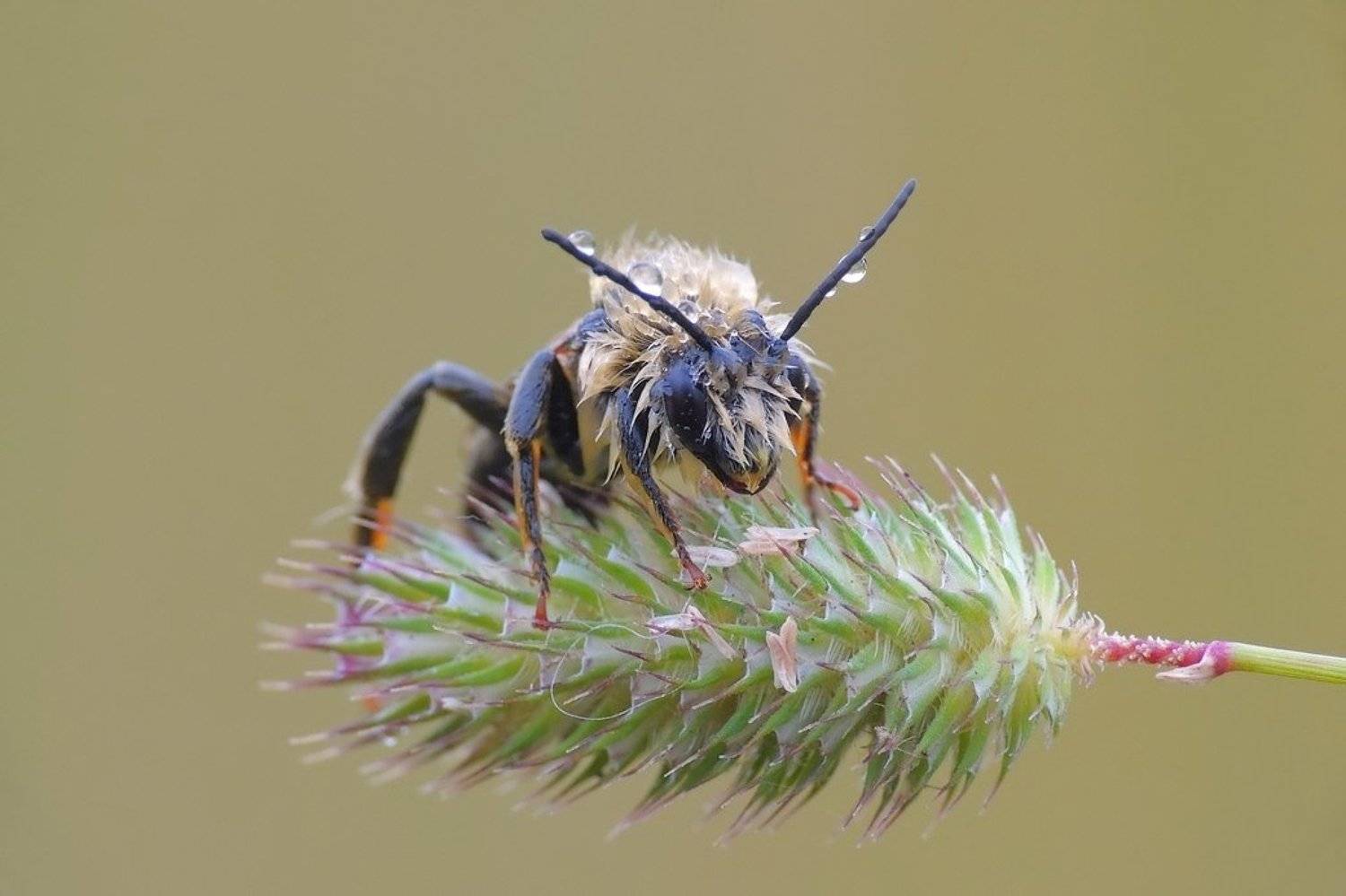 , Zbyszek  Walkiewicz