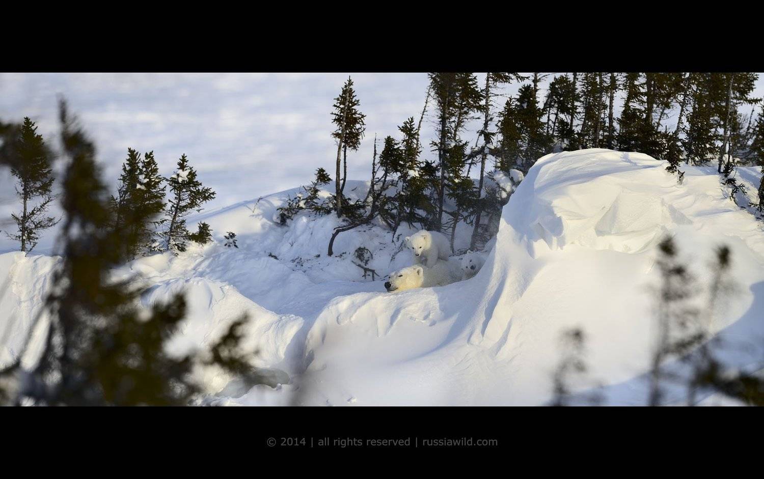 На мягкой подушке. Автор: Николай Зиновьев , Николай Зиновьев