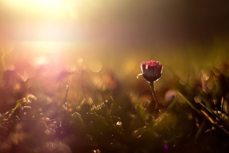 Рано утромphoto preview