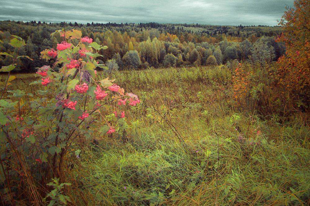 Калиновая осень. Автор: Сергей Кузнецов , Сергей Кузнецов