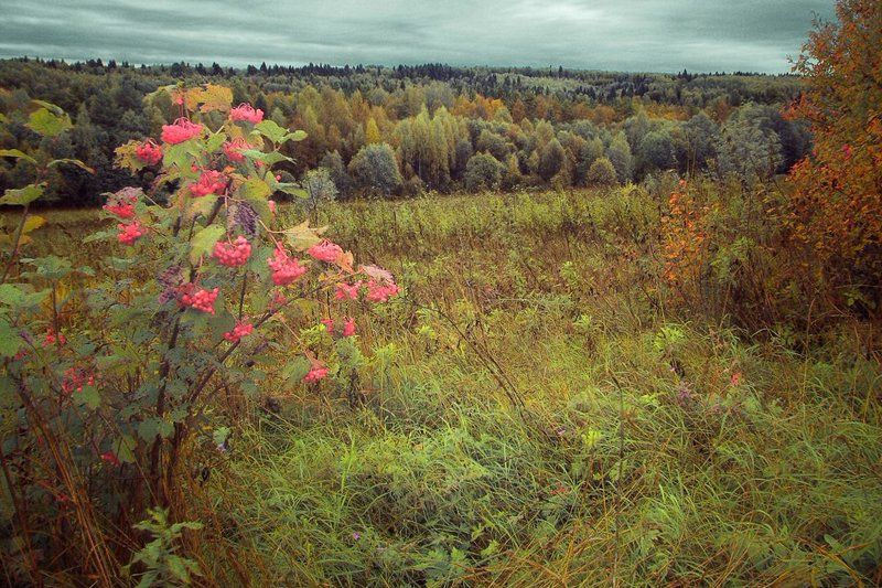 Калиновая осеньphoto preview